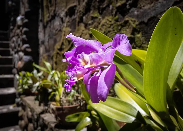 Ubud Villas 別荘