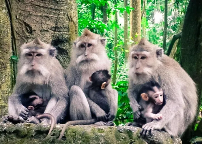 Ubud Villas * ウブド